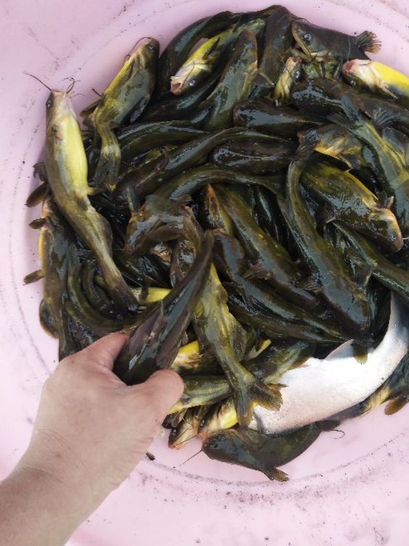 杂交黄骨鱼