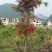 串钱柳（多花红千层）