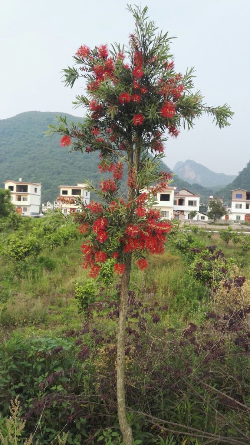 串钱柳（多花红千层）