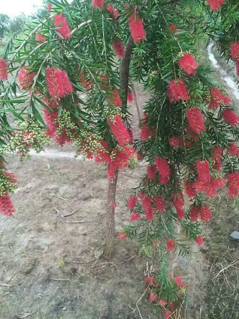 串钱柳（多花红千层）