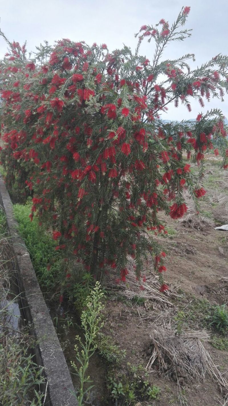 串钱柳（多花红千层）