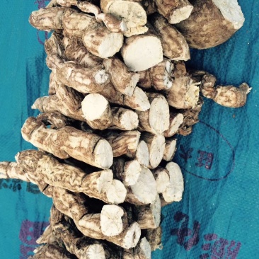 防己鲜货种茎