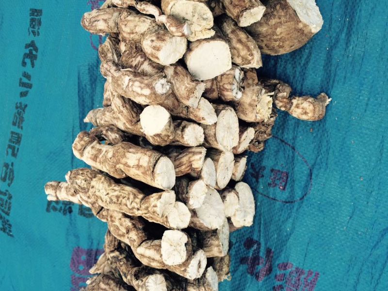 防己鲜货种茎