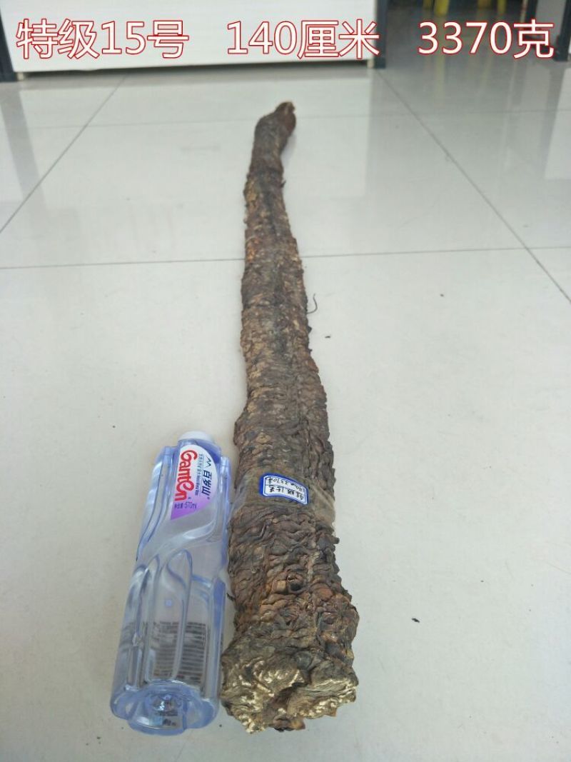 药用肉苁蓉1.5米左右下拉选货