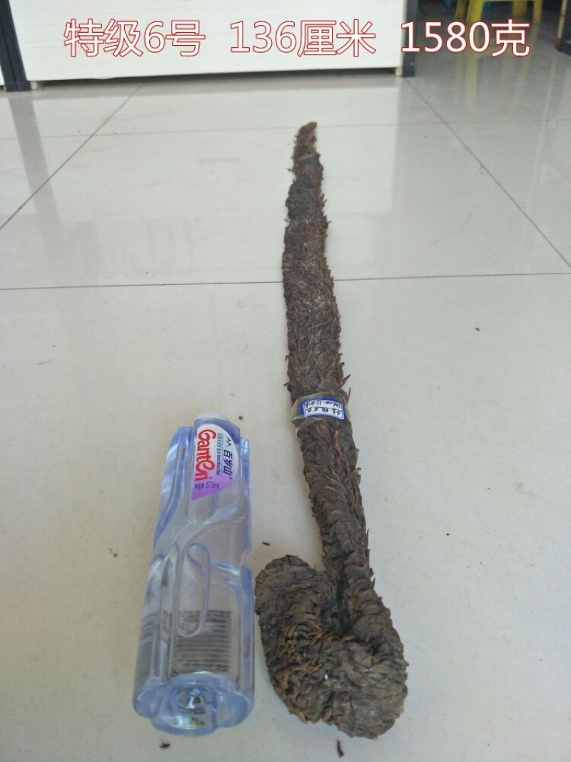 药用肉苁蓉1.5米左右下拉选货