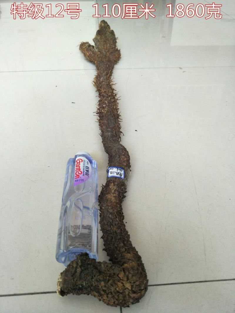 药用肉苁蓉1.5米左右下拉选货
