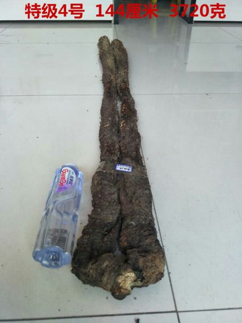 药用肉苁蓉1.5米左右下拉选货
