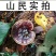 纯野生灵芝菌
