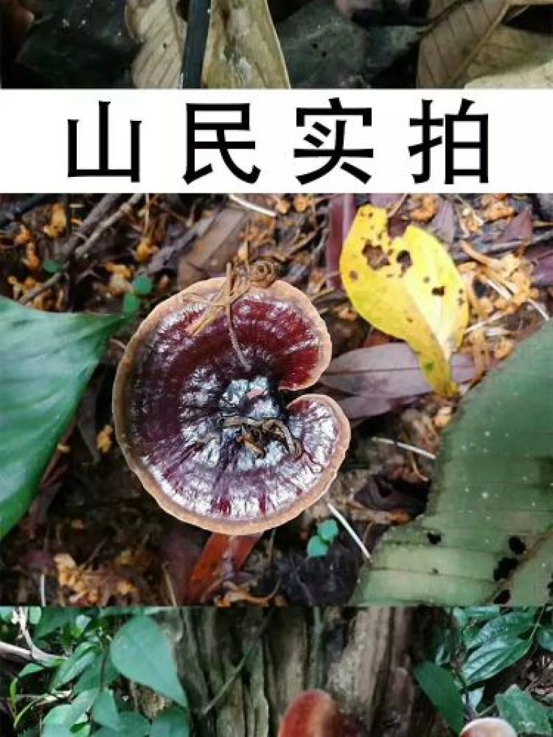纯野生灵芝菌