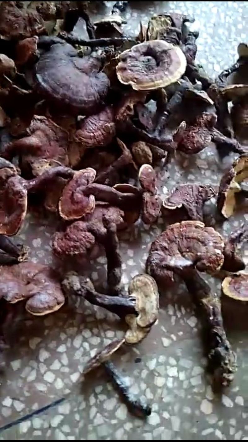 纯野生灵芝菌