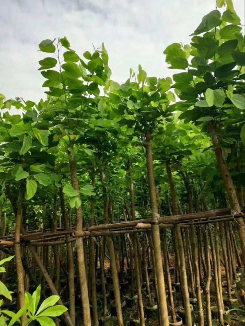 宫粉紫荆5-15CM乔木绿化树风景树
