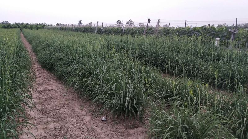 黄花菜优质货源，，，，，，，，，，，，，