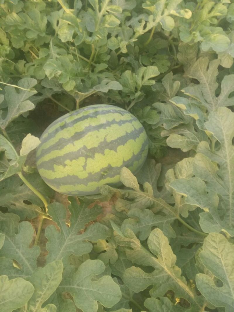 直生苗大棚无籽甜王