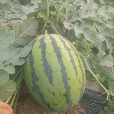 直生苗大棚无籽甜王