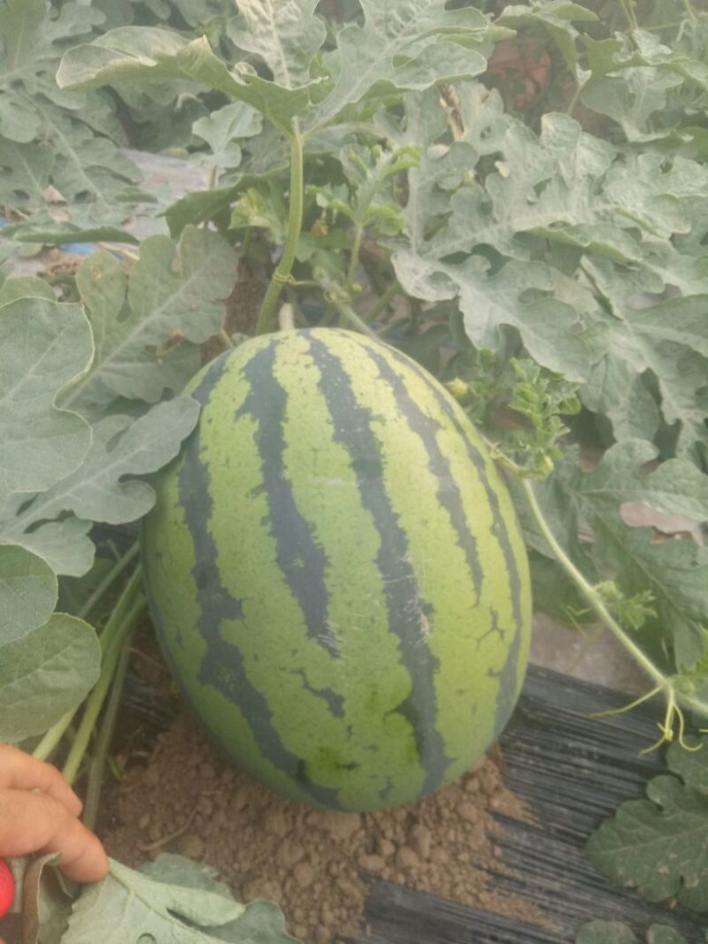 直生苗大棚无籽甜王