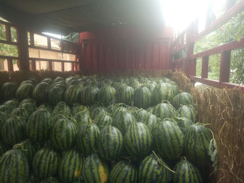 直生苗大棚无籽甜王
