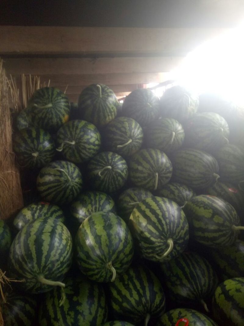 直生苗大棚无籽甜王