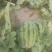 直生苗大棚无籽甜王