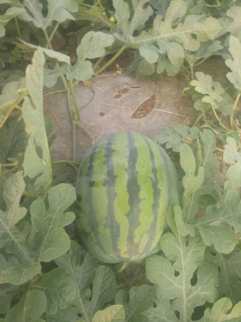 直生苗大棚无籽甜王