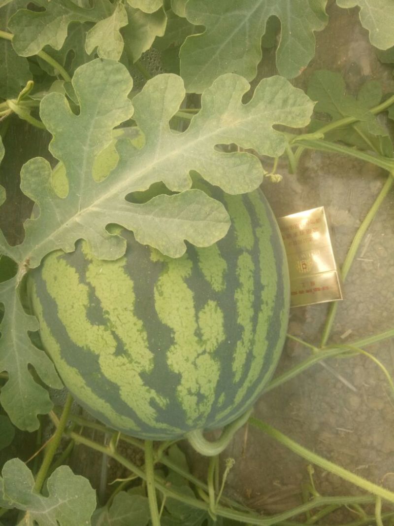 直生苗大棚无籽甜王
