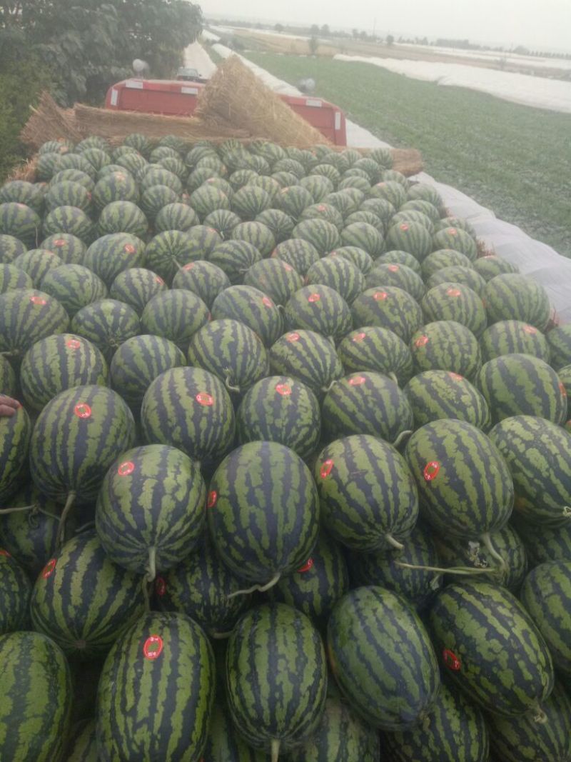 直生苗大棚无籽甜王