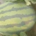 直生苗大棚无籽甜王