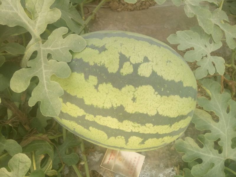 直生苗大棚无籽甜王