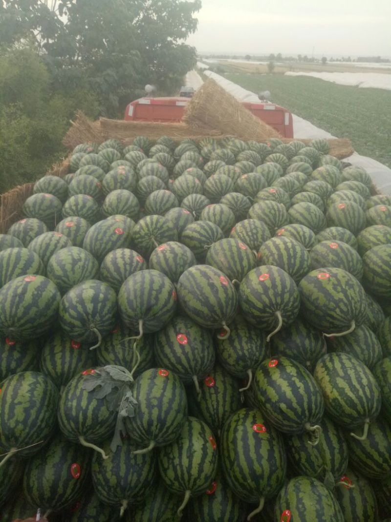 直生苗大棚无籽甜王