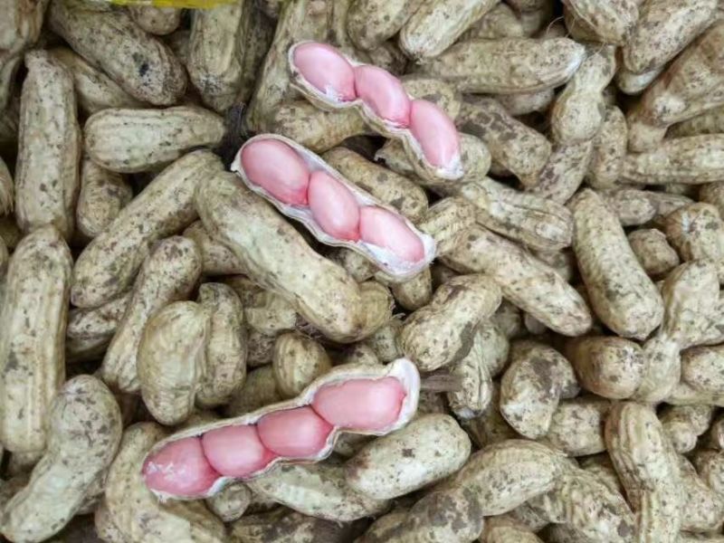 大量供应鲜花生，6月底大量上市，周期长达4个月