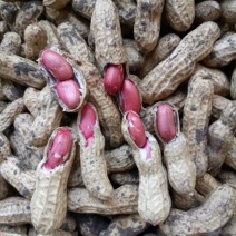 大量供应鲜花生，6月底大量上市，周期长达4个月