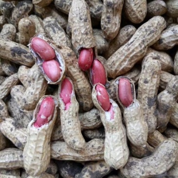 大量供应鲜花生，6月底大量上市，周期长达4个月