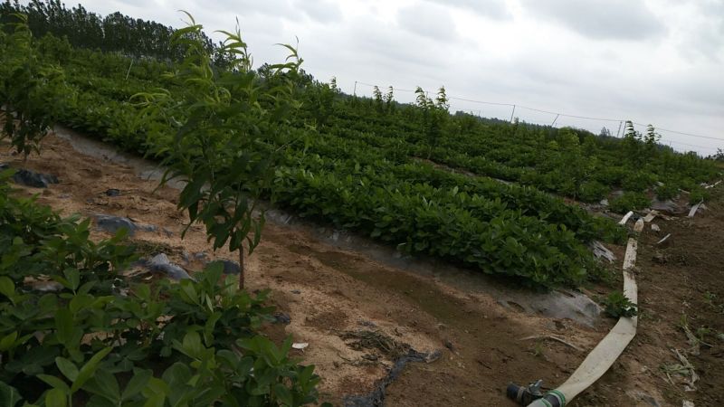 大量供应鲜花生，6月底大量上市，周期长达4个月