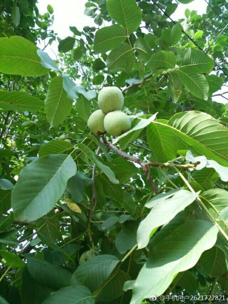 青皮核桃