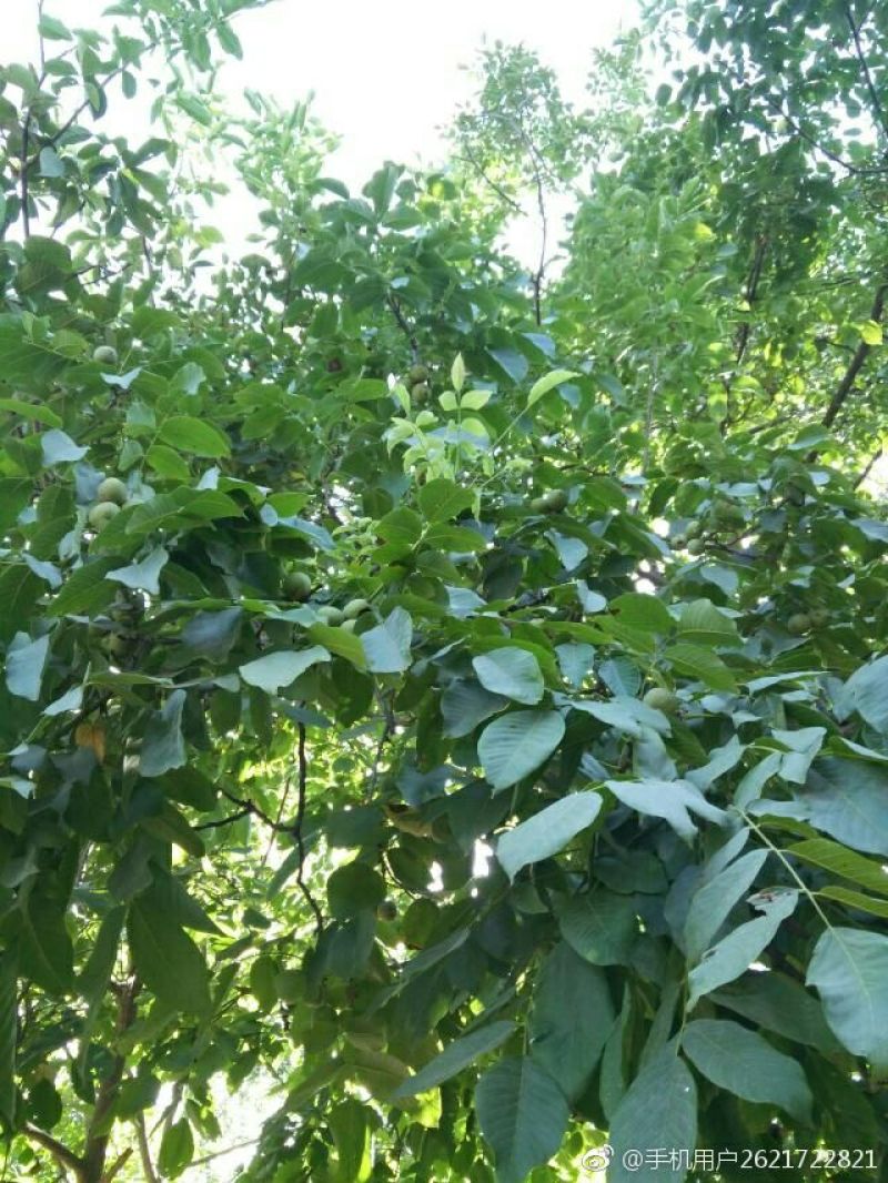 青皮核桃