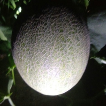 西州蜜二十五