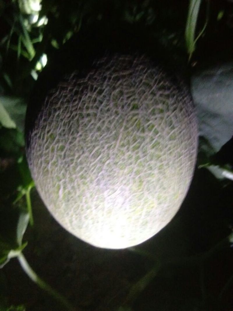 西州蜜二十五