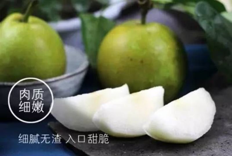 苏州翠冠梨源产地新鲜直供