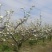 苏州翠冠梨源产地新鲜直供