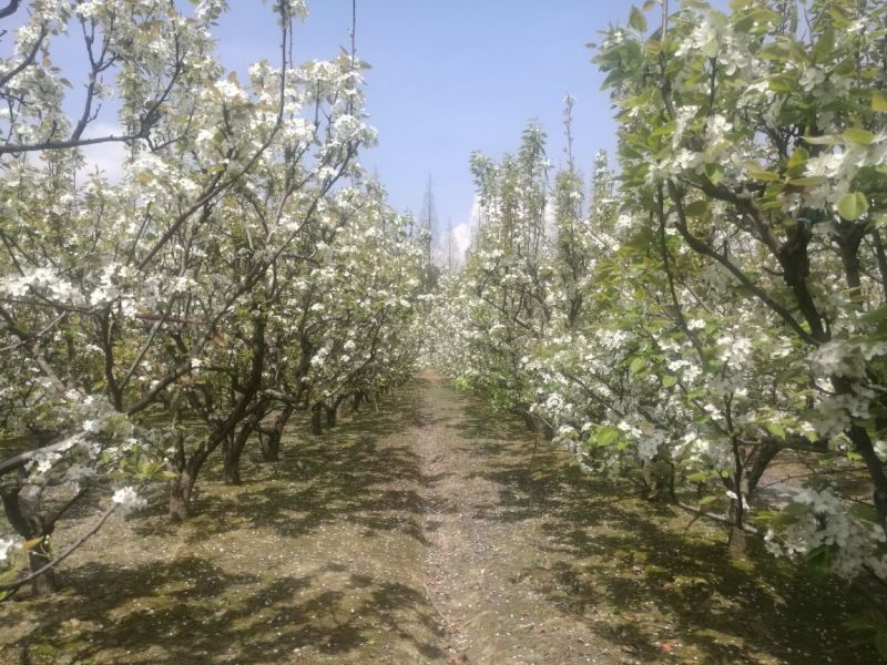 苏州翠冠梨源产地新鲜直供