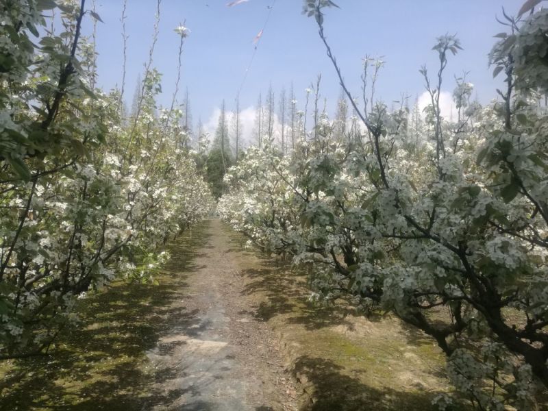 苏州翠冠梨源产地新鲜直供