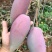 贵妃芒2两以上