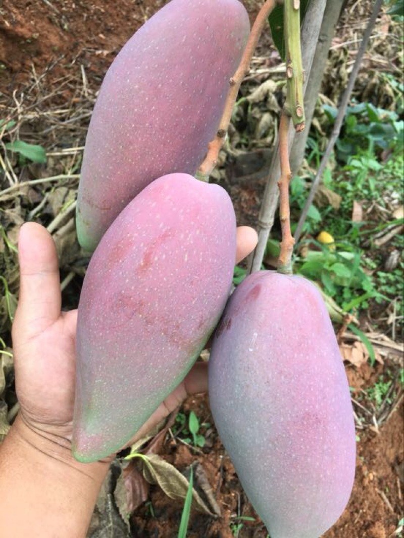 贵妃芒2两以上