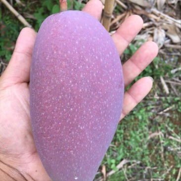 贵妃芒2两以上
