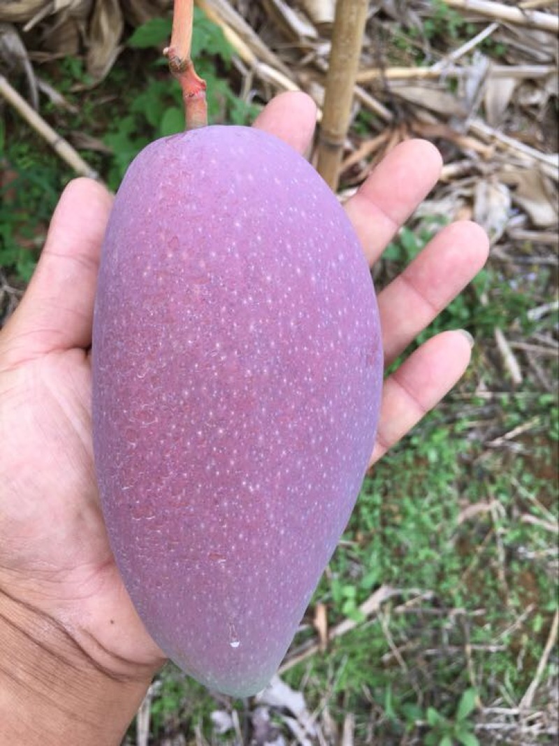 贵妃芒2两以上