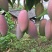 贵妃芒2两以上