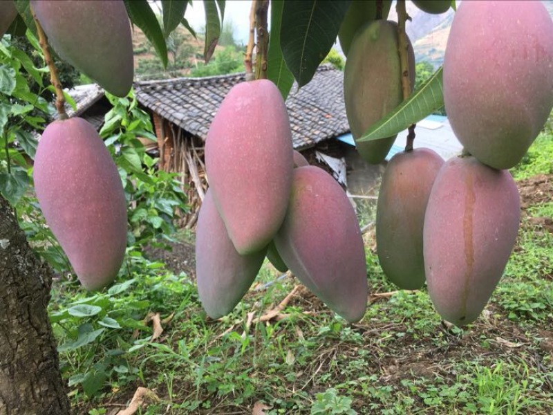 贵妃芒2两以上