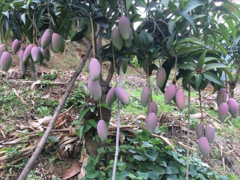 贵妃芒2两以上
