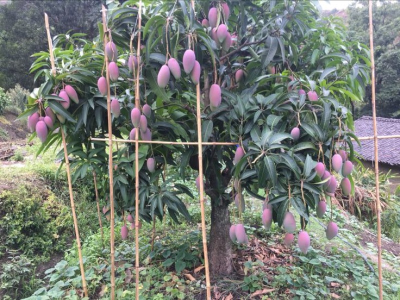 贵妃芒2两以上