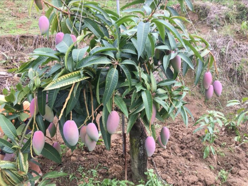 贵妃芒2两以上