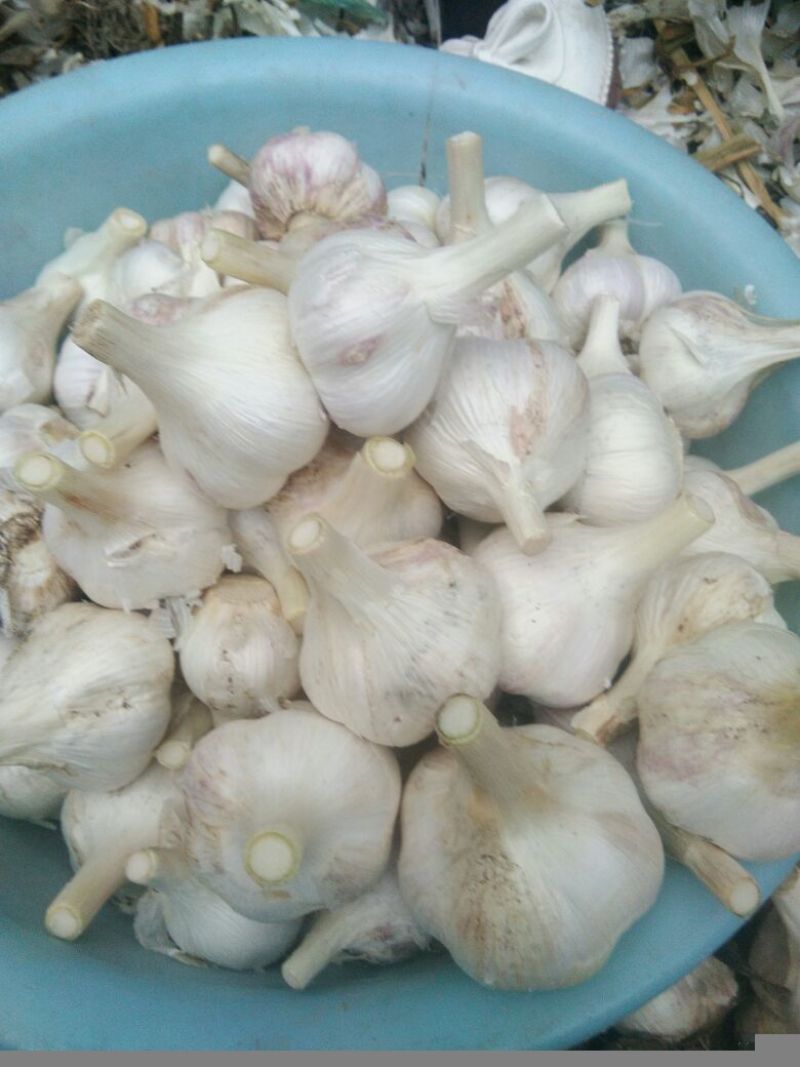 苍山四六瓣